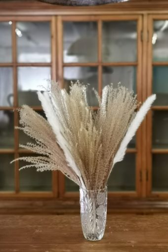 Medium Pampas Bush #101